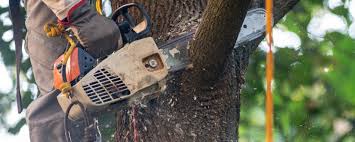 Best Tree Health Inspection  in Lannon, WI