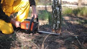 Best Palm Tree Trimming  in Lannon, WI
