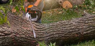 Best Landscape Design and Installation  in Lannon, WI