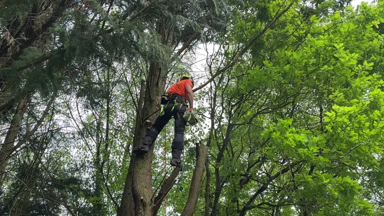  Lannon, WI Tree Removal Pros